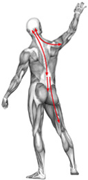 עמוד שדרה ומערכת התנועה