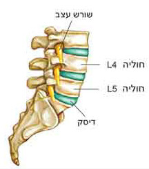 Read more about the article חוליות גב תחתון l4 l5