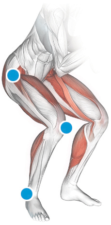 שרירים ומפרקים רלוונטיים